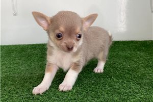 Keegan - Chihuahua for sale