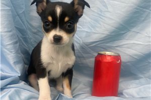 Matthew - Chihuahua for sale
