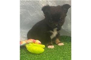 Rhett - Chihuahua for sale