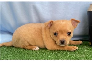 Diamond - Chihuahua for sale