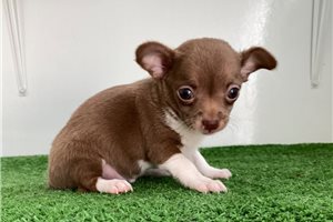 Keith - puppy for sale