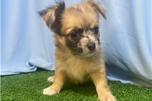 Orion - Chihuahua for sale