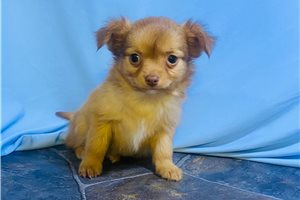 George - Chihuahua for sale