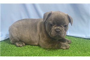 Patsy - French Bulldog for sale