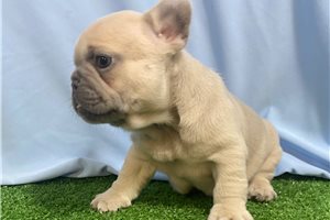 Penny - French Bulldog for sale