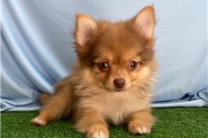 Naomi - puppy for sale