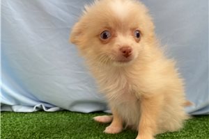 Mario - Pomeranian for sale