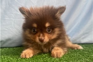 Marlena - puppy for sale
