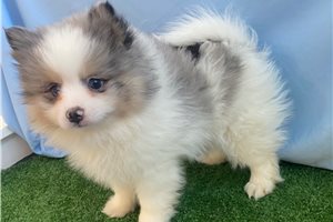 Taylor - Pomeranian for sale