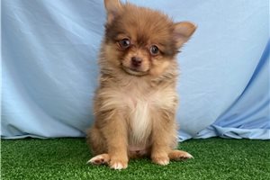 Naomi - Pomeranian for sale
