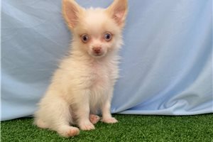 Matthew - Pomeranian for sale