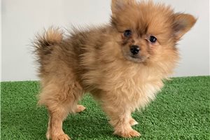 Freya - Pomeranian for sale