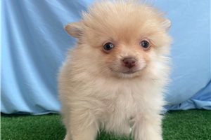 Trixie - Pomeranian for sale