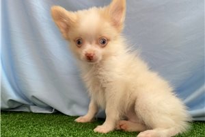 Matthew - Pomeranian for sale