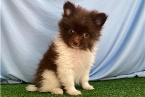 Nico - Pomeranian for sale