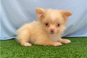 Mario - Pomeranian for sale