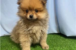 Vance - Pomeranian for sale