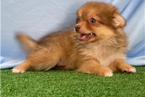 Naomi - Pomeranian for sale