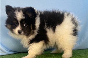Tess - Pomeranian for sale