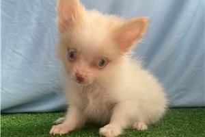 Matthew - Pomeranian for sale