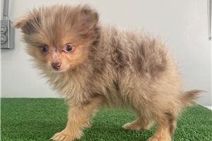 Fernando - Pomeranian for sale
