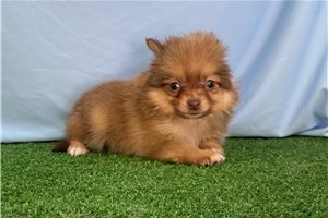 Naomi - puppy for sale