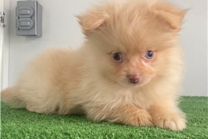 Finley - Pomeranian for sale