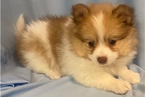 Brielle - Pomeranian for sale