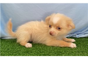 Mario - Pomeranian for sale