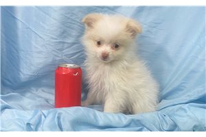 Francisco - Pomeranian for sale
