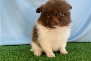 Nico - Pomeranian for sale