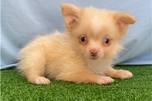 Mario - Pomeranian for sale
