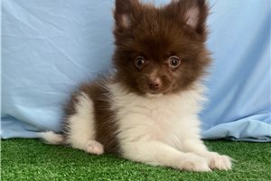 Nico - Pomeranian for sale