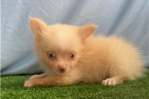 Mario - puppy for sale