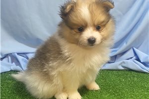Tyler - Pomeranian for sale