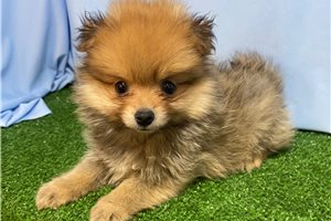 Vada - Pomeranian for sale