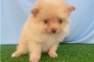 Trixie - Pomeranian for sale