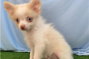 Matthew - Pomeranian for sale