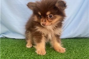 Marlena - Pomeranian for sale