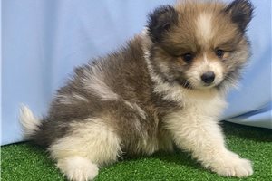 Alvin - Pomeranian for sale