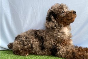 Blakely - Poodle, Miniature, placed in Lake Of The Ozarks