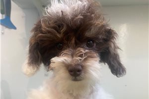 Potter - Miniature Poodle for sale