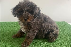 Hickory - Poodle, Miniature for sale