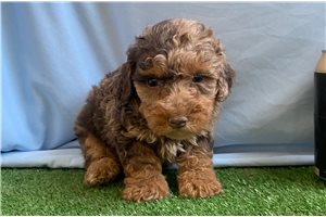 Bertie - Poodle, Miniature for sale