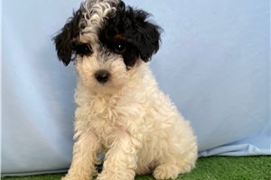 Beto - puppy for sale