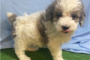 Tallulah - Poodle, Toy for sale