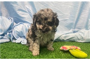 Carolyn - puppy for sale