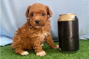Clement - puppy for sale