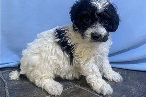 Hannah - puppy for sale
