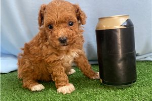 Clement - puppy for sale